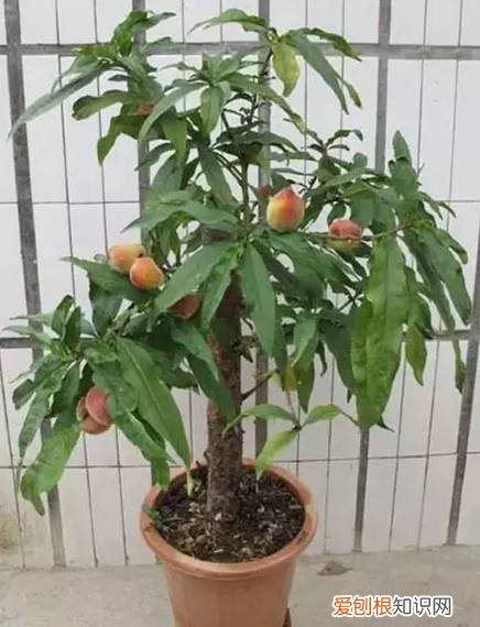 太好了，快分享给朋友吧！ 关于养花的小知识，养花知识45种，