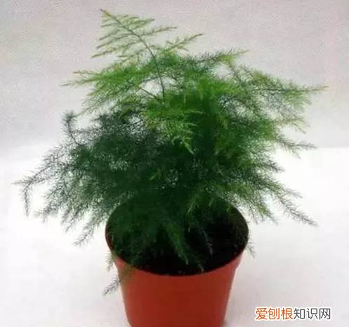 太好了，快分享给朋友吧！ 关于养花的小知识，养花知识45种，