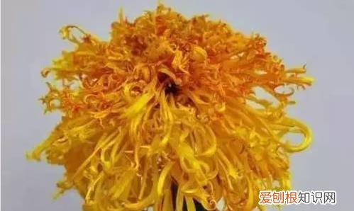 太好了，快分享给朋友吧！ 关于养花的小知识，养花知识45种，