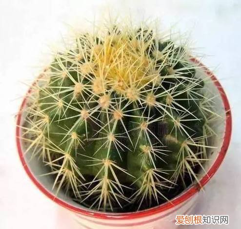 太好了，快分享给朋友吧！ 关于养花的小知识，养花知识45种，