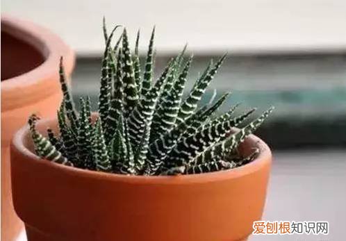 太好了，快分享给朋友吧！ 关于养花的小知识，养花知识45种，