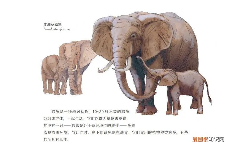 神奇的动物科普，一本充满温情的科普书，为你揭秘百余种动物不为人知的生存秘密