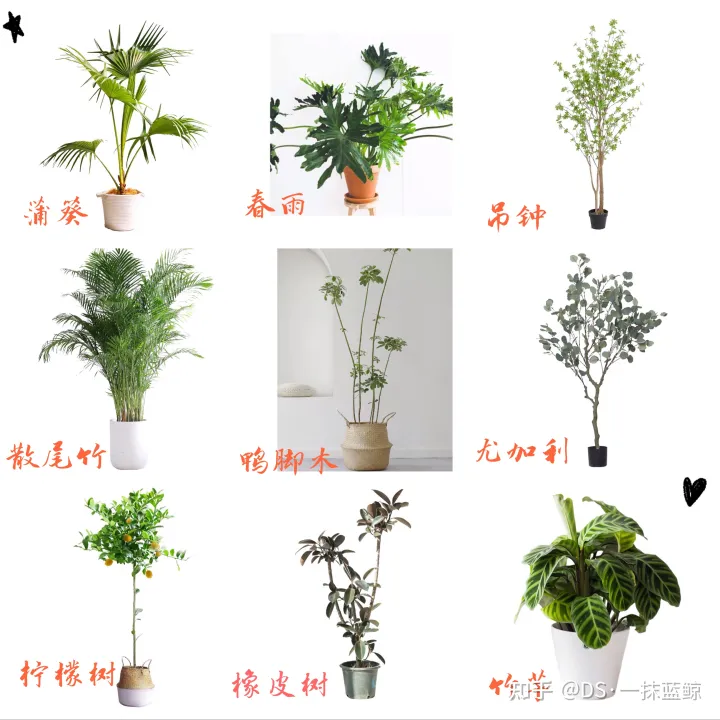 十大网红绿植图片，最全网红绿植养护手册-告别绿植杀手！！！