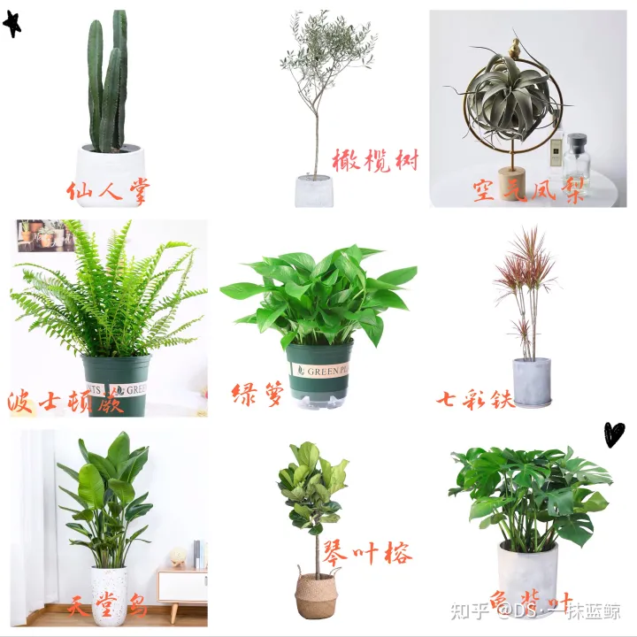 十大网红绿植图片，最全网红绿植养护手册-告别绿植杀手！！！