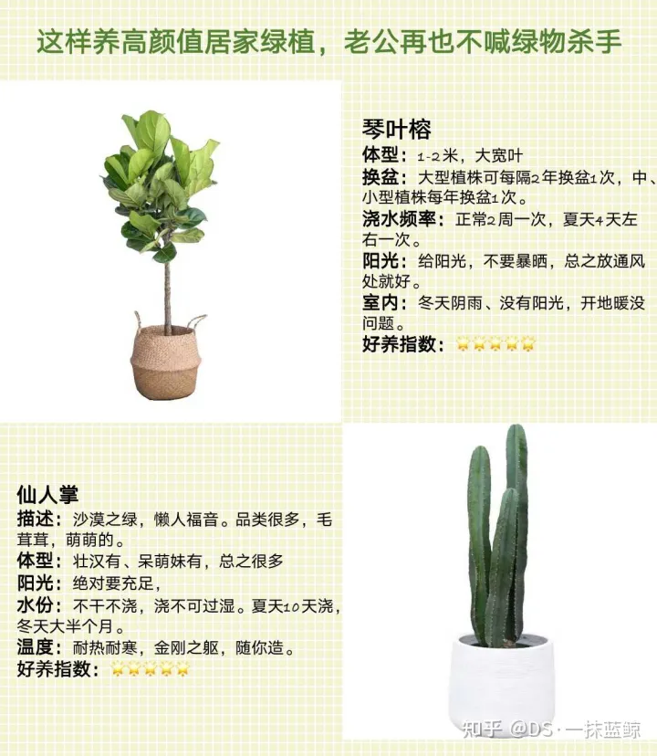 十大网红绿植图片，最全网红绿植养护手册-告别绿植杀手！！！