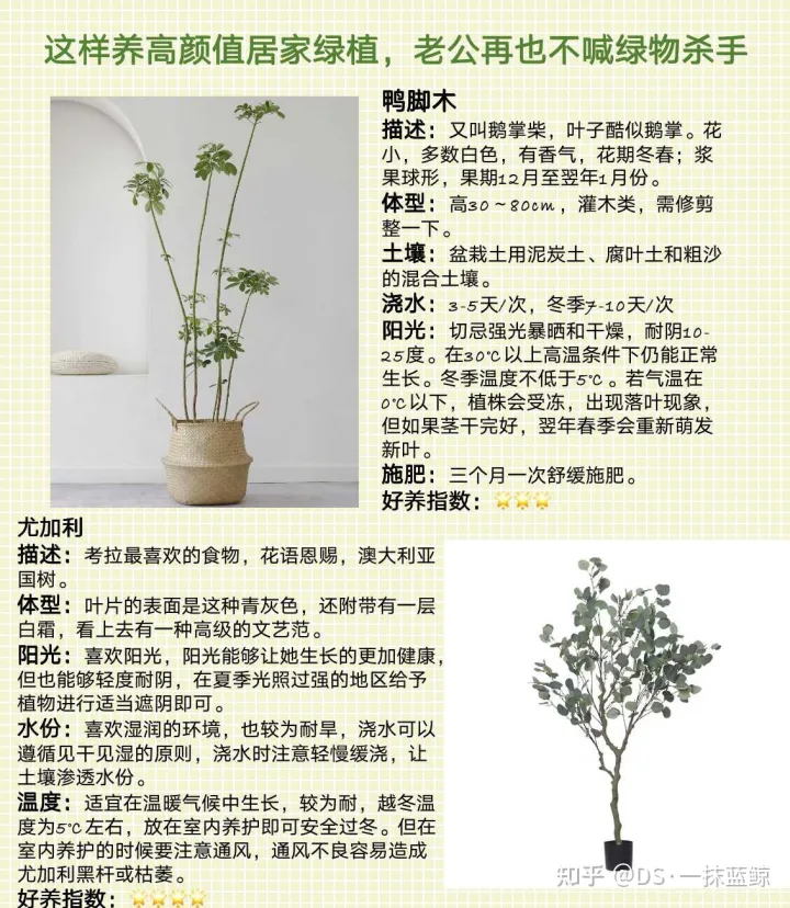 十大网红绿植图片，最全网红绿植养护手册-告别绿植杀手！！！