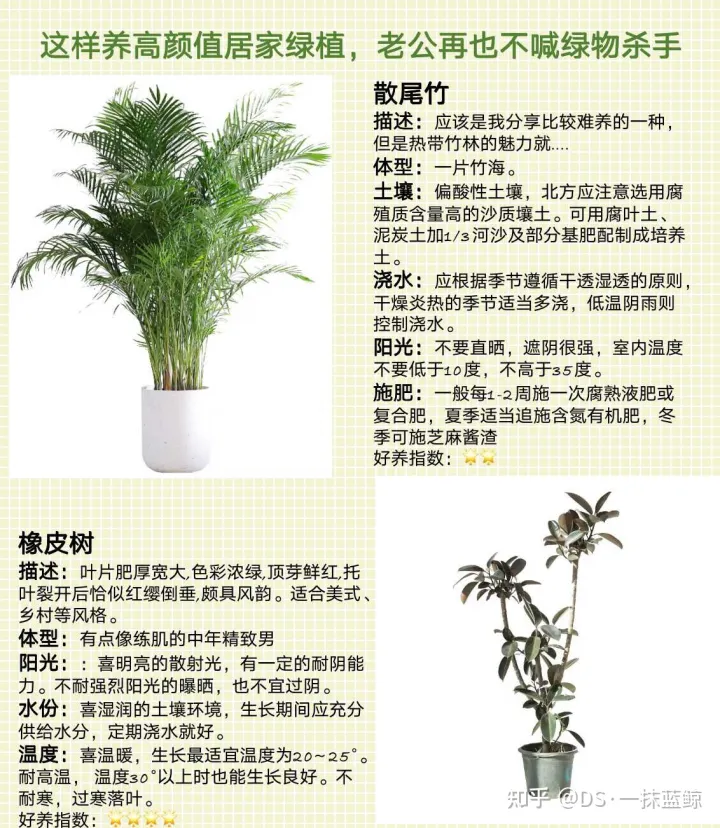 十大网红绿植图片，最全网红绿植养护手册-告别绿植杀手！！！