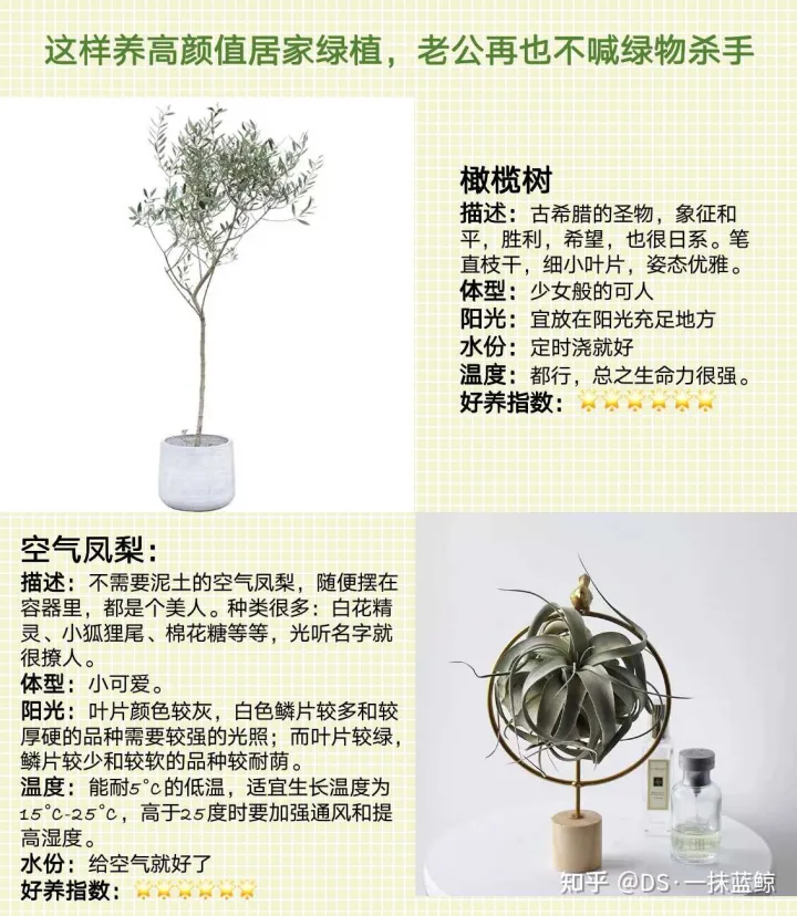 十大网红绿植图片，最全网红绿植养护手册-告别绿植杀手！！！