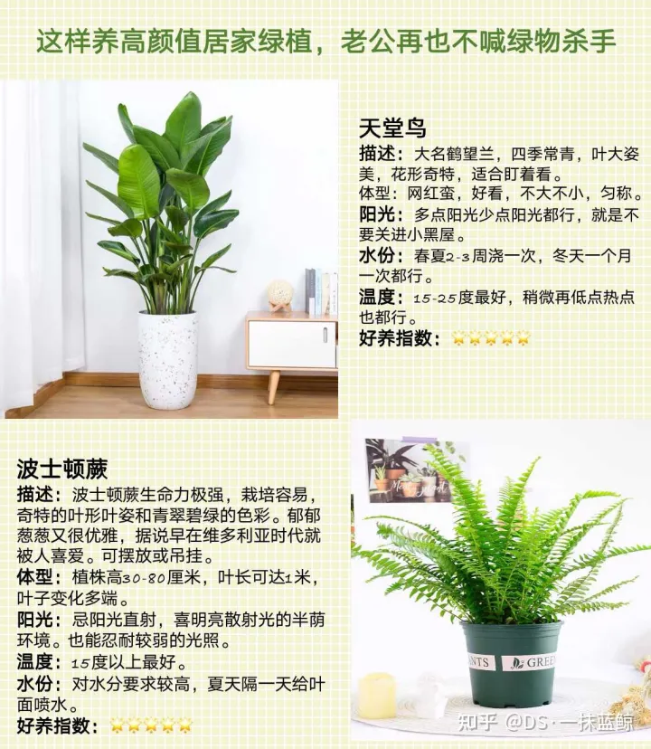 十大网红绿植图片，最全网红绿植养护手册-告别绿植杀手！！！