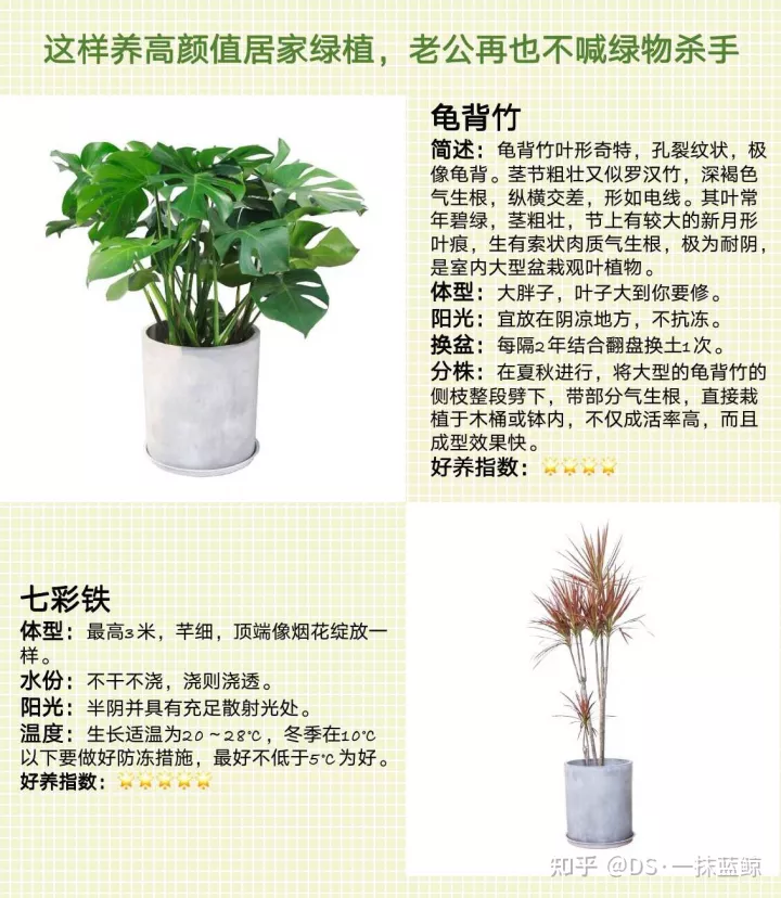十大网红绿植图片，最全网红绿植养护手册-告别绿植杀手！！！