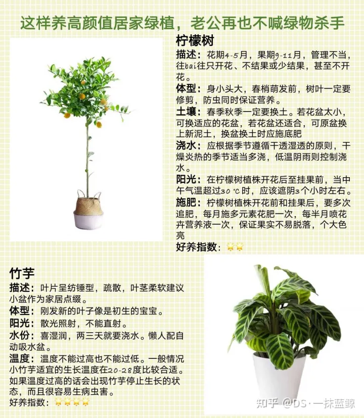 十大网红绿植图片，最全网红绿植养护手册-告别绿植杀手！！！