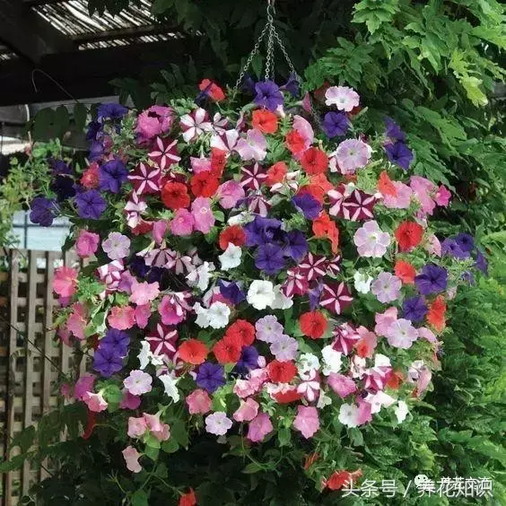 吊兰与绿萝哪个更喜阴,6种最受欢迎的开花盆栽,吊兰和绿萝永远都代替不了