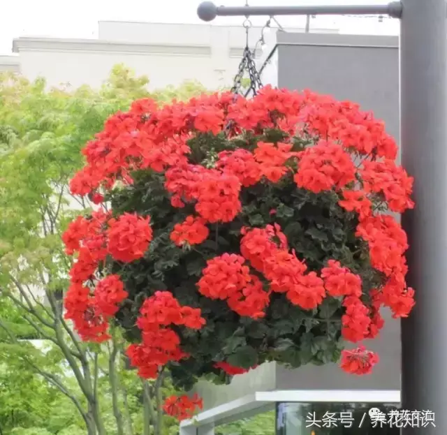 吊兰与绿萝哪个更喜阴,6种最受欢迎的开花盆栽,吊兰和绿萝永远都代替不了