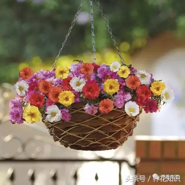 吊兰与绿萝哪个更喜阴,6种最受欢迎的开花盆栽,吊兰和绿萝永远都代替不了