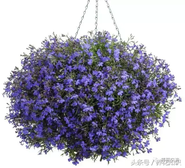 吊兰与绿萝哪个更喜阴,6种最受欢迎的开花盆栽,吊兰和绿萝永远都代替不了
