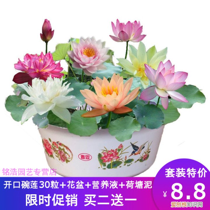 花卉盆景观赏图大全,经典盆栽花卉图鉴