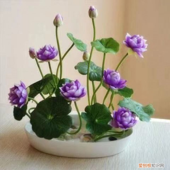 花卉盆景观赏图大全,经典盆栽花卉图鉴