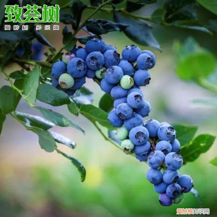 花卉盆景观赏图大全,经典盆栽花卉图鉴
