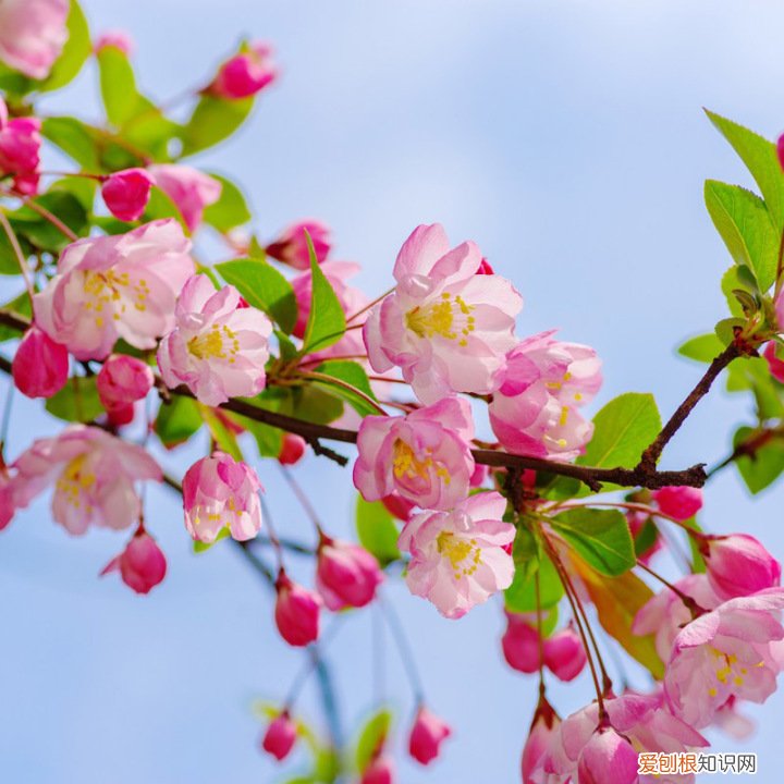 花卉盆景观赏图大全,经典盆栽花卉图鉴