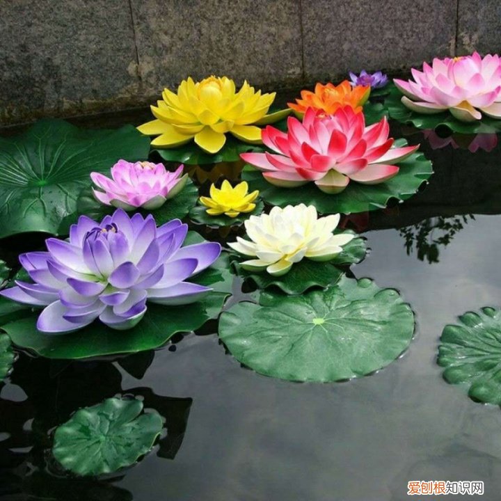 花卉盆景观赏图大全,经典盆栽花卉图鉴