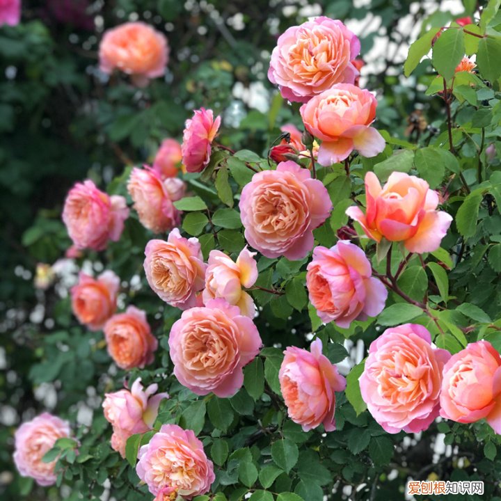 花卉盆景观赏图大全,经典盆栽花卉图鉴