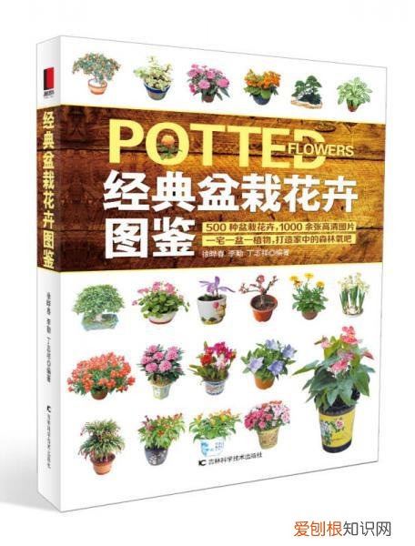 花卉盆景观赏图大全,经典盆栽花卉图鉴