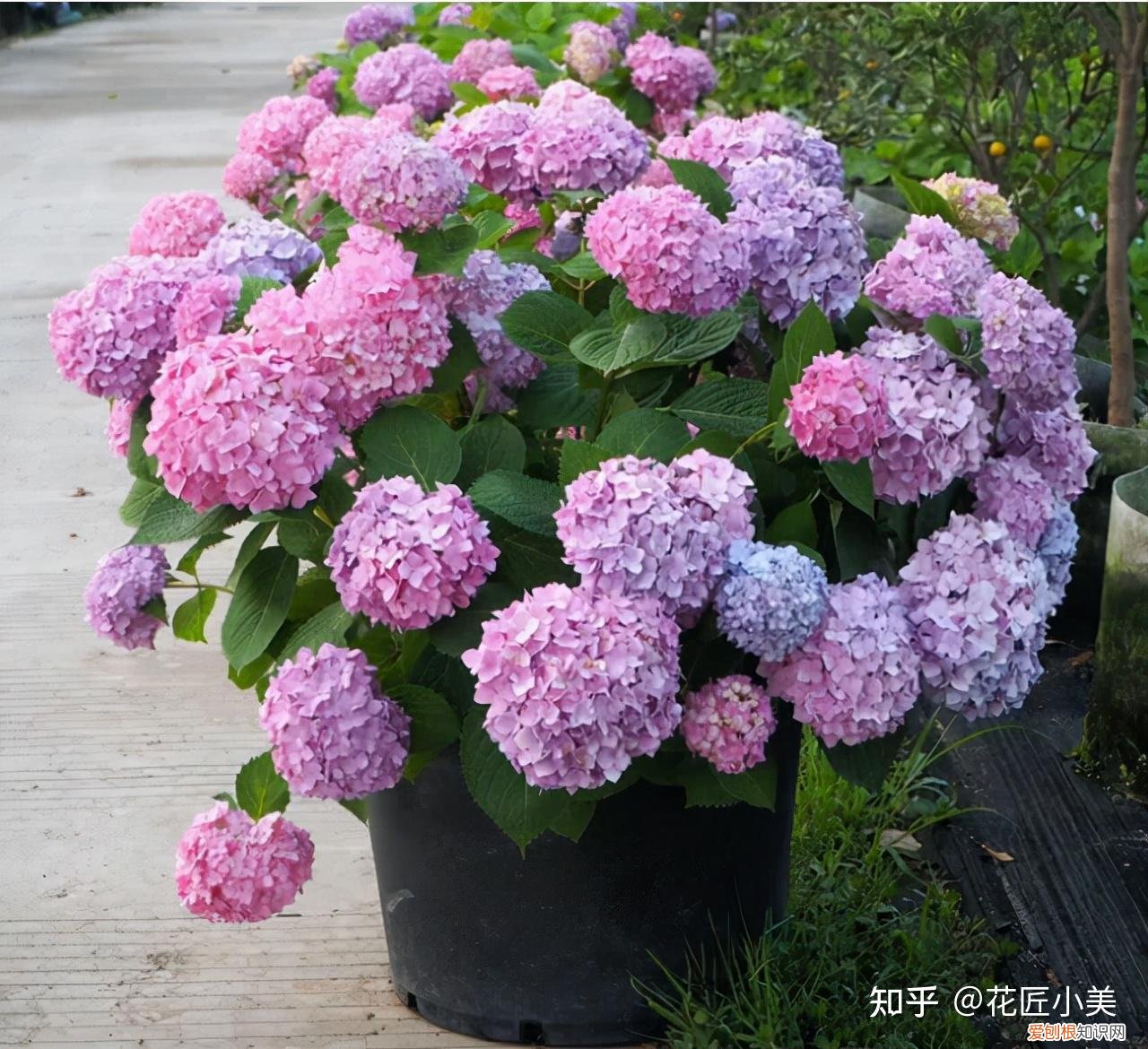 根系发达的盆栽,这“9种花”要用大盆种,根系发达爱“吃土”,盆大长势更旺盛