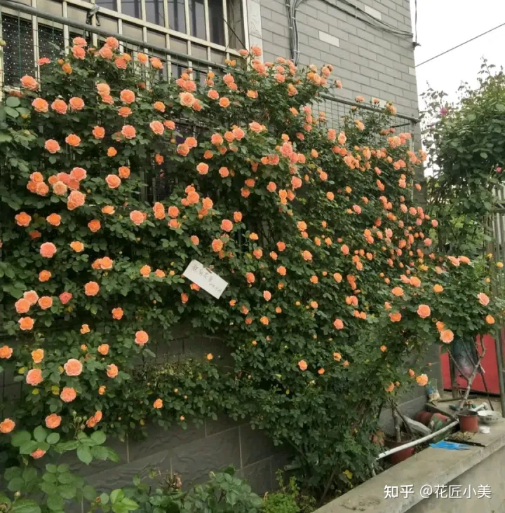 根系发达的盆栽,这“9种花”要用大盆种,根系发达爱“吃土”,盆大长势更旺盛