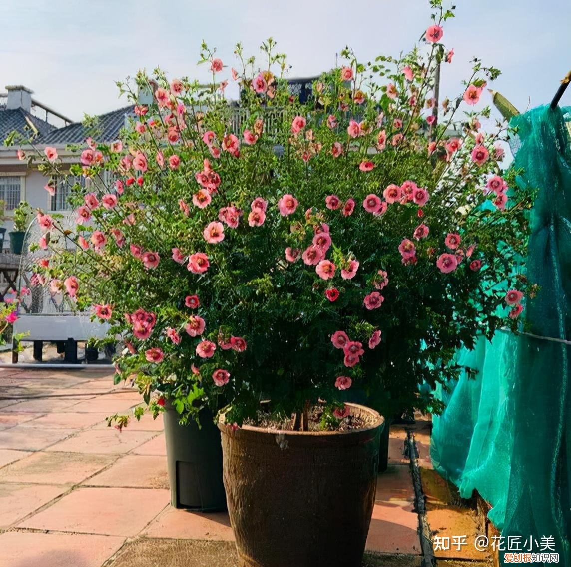 根系发达的盆栽,这“9种花”要用大盆种,根系发达爱“吃土”,盆大长势更旺盛