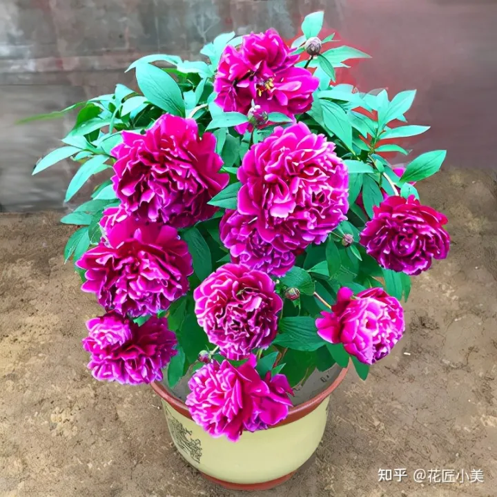根系发达的盆栽,这“9种花”要用大盆种,根系发达爱“吃土”,盆大长势更旺盛