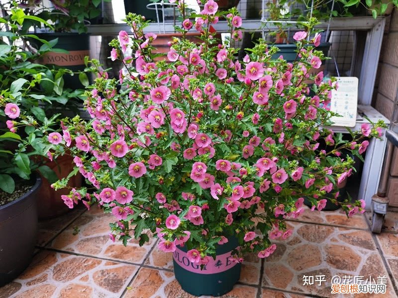根系发达的盆栽,这“9种花”要用大盆种,根系发达爱“吃土”,盆大长势更旺盛