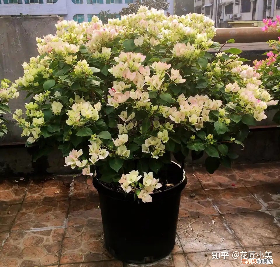 根系发达的盆栽,这“9种花”要用大盆种,根系发达爱“吃土”,盆大长势更旺盛