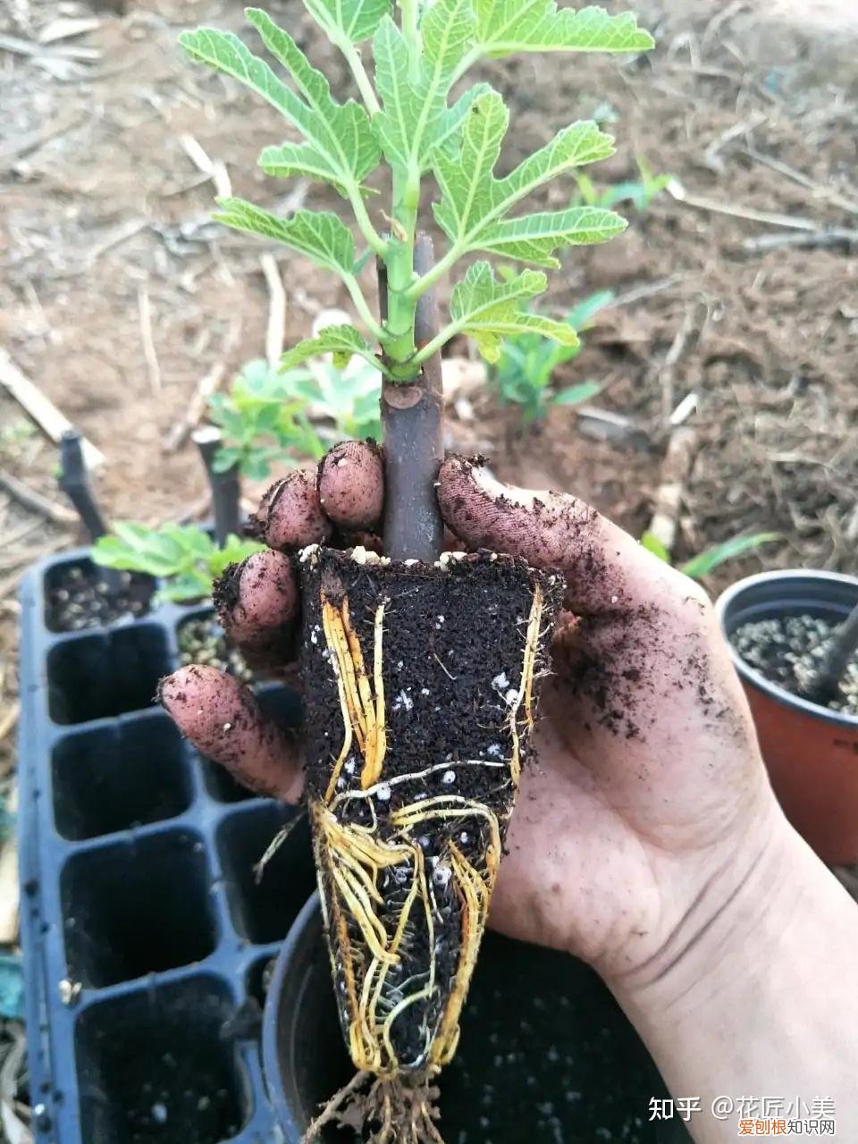 根系发达的盆栽,这“9种花”要用大盆种,根系发达爱“吃土”,盆大长势更旺盛