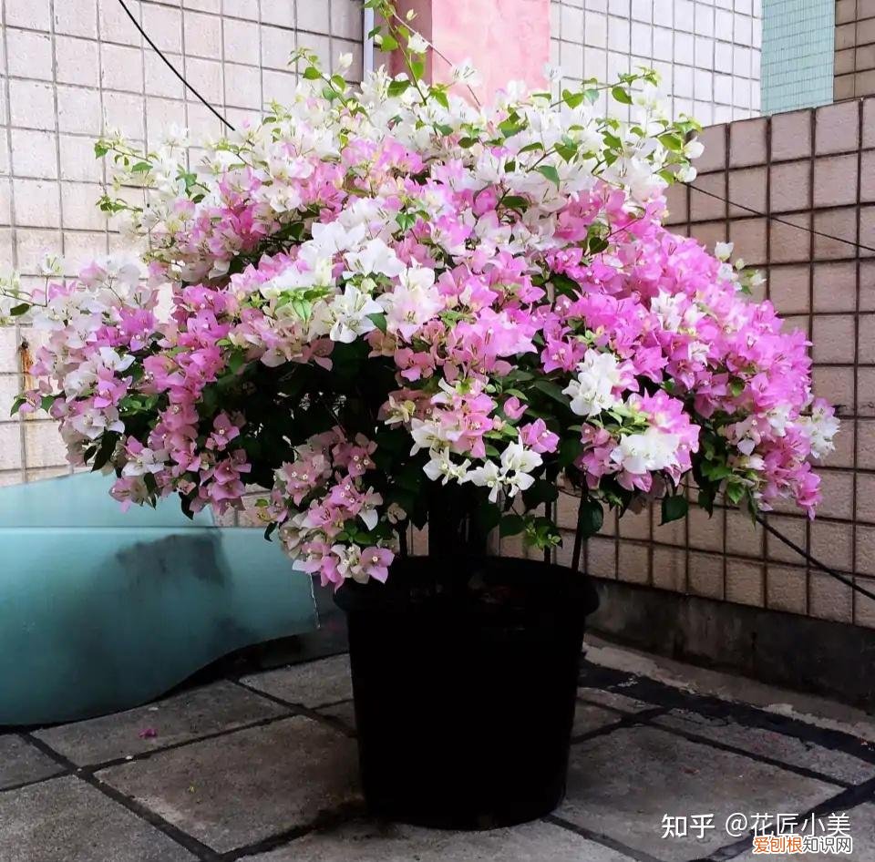 根系发达的盆栽,这“9种花”要用大盆种,根系发达爱“吃土”,盆大长势更旺盛