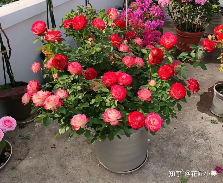 根系发达的盆栽,这“9种花”要用大盆种,根系发达爱“吃土”,盆大长势更旺盛