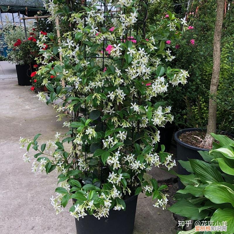 根系发达的盆栽,这“9种花”要用大盆种,根系发达爱“吃土”,盆大长势更旺盛