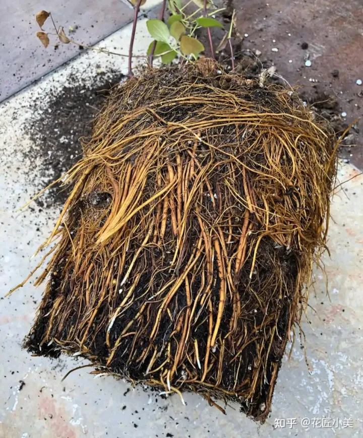 根系发达的盆栽,这“9种花”要用大盆种,根系发达爱“吃土”,盆大长势更旺盛