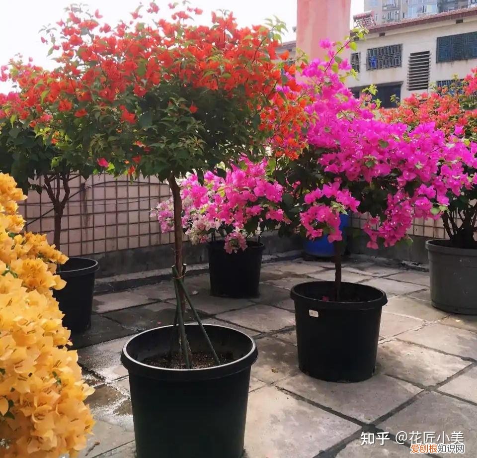 根系发达的盆栽,这“9种花”要用大盆种,根系发达爱“吃土”,盆大长势更旺盛