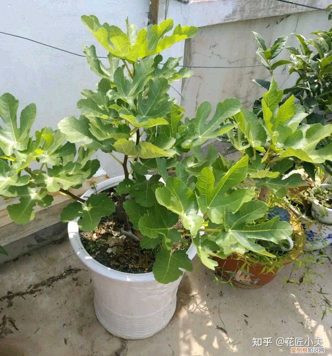 根系发达的盆栽,这“9种花”要用大盆种,根系发达爱“吃土”,盆大长势更旺盛