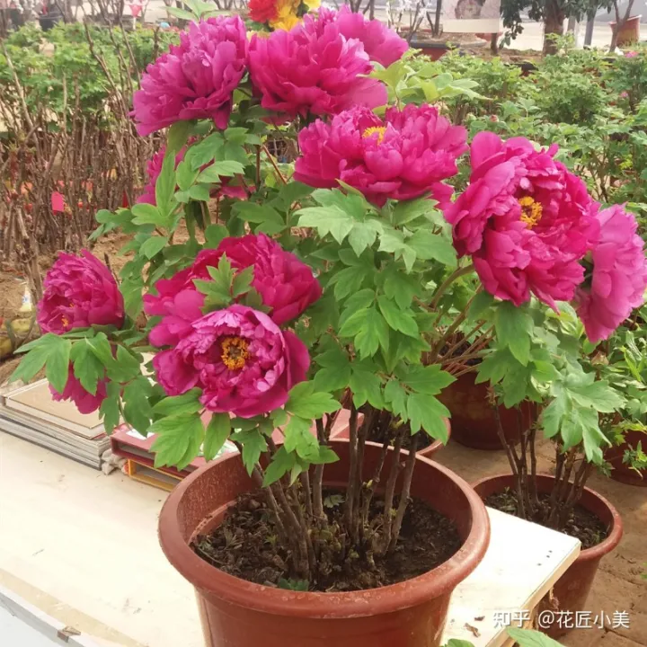 根系发达的盆栽,这“9种花”要用大盆种,根系发达爱“吃土”,盆大长势更旺盛