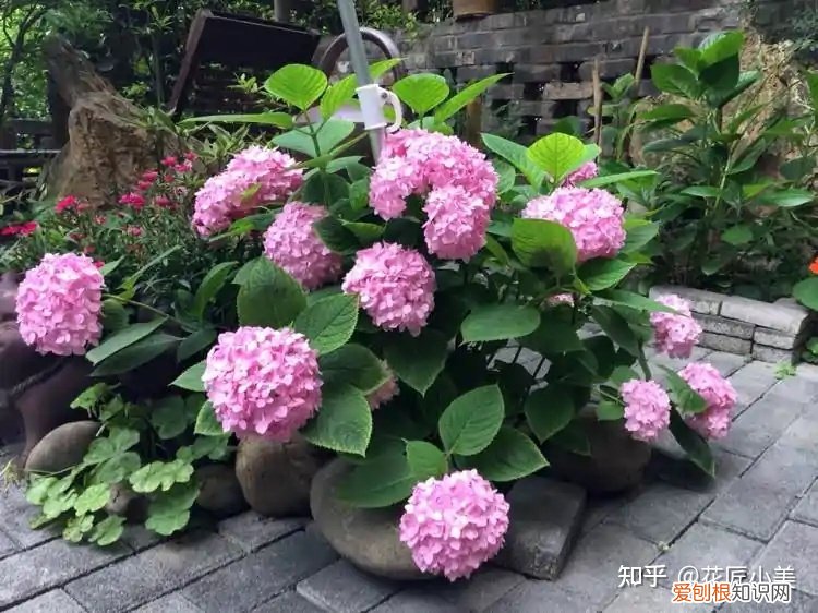 根系发达的盆栽,这“9种花”要用大盆种,根系发达爱“吃土”,盆大长势更旺盛