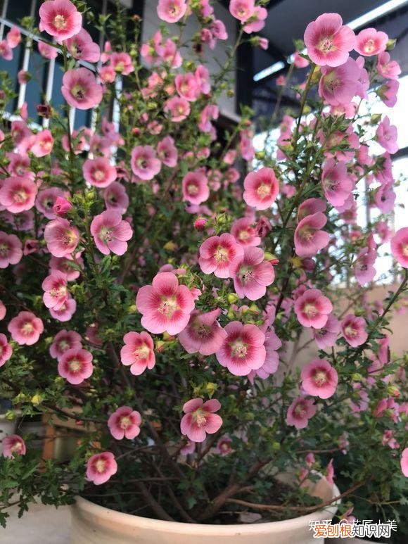 根系发达的盆栽,这“9种花”要用大盆种,根系发达爱“吃土”,盆大长势更旺盛