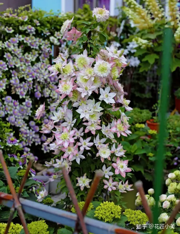 根系发达的盆栽,这“9种花”要用大盆种,根系发达爱“吃土”,盆大长势更旺盛