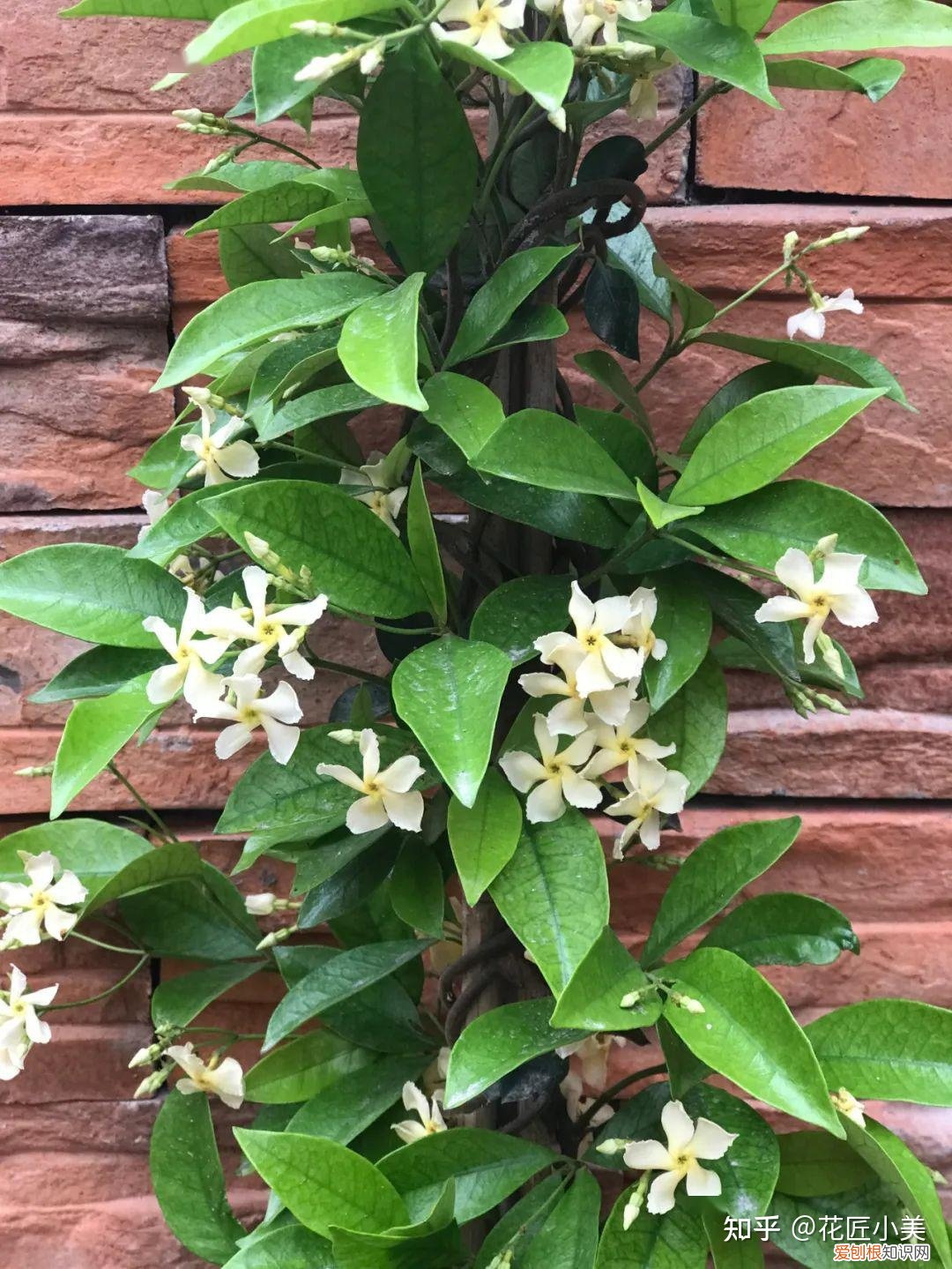 根系发达的盆栽,这“9种花”要用大盆种,根系发达爱“吃土”,盆大长势更旺盛