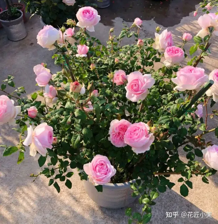 根系发达的盆栽,这“9种花”要用大盆种,根系发达爱“吃土”,盆大长势更旺盛