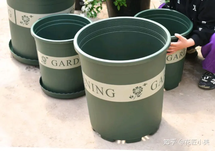 根系发达的盆栽,这“9种花”要用大盆种,根系发达爱“吃土”,盆大长势更旺盛
