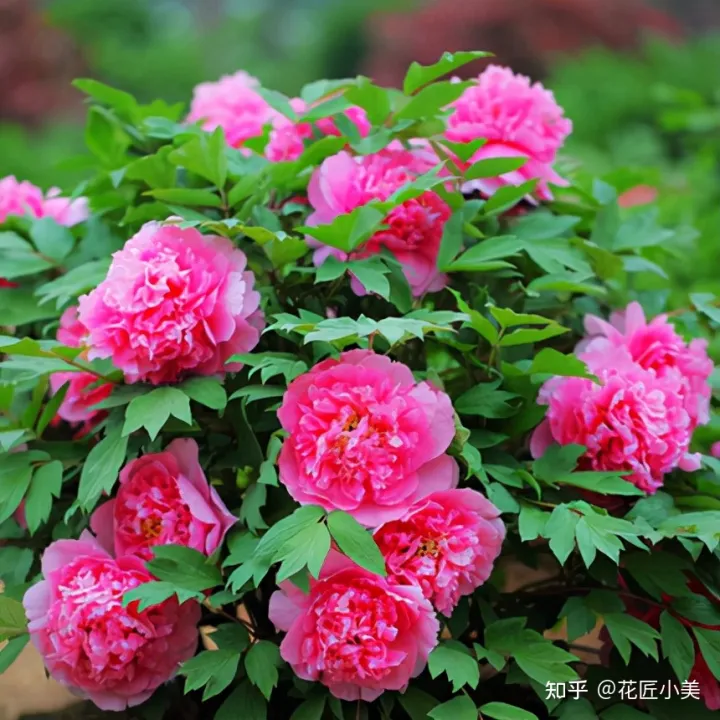 根系发达的盆栽,这“9种花”要用大盆种,根系发达爱“吃土”,盆大长势更旺盛