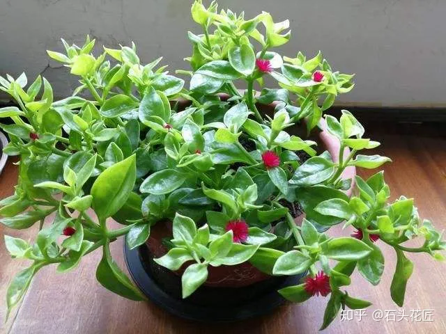 室内吊盆种花，10种花卉，吊起来养“花朵”爆盆，不占地方，能养十几盆