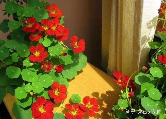 室内吊盆种花，10种花卉，吊起来养“花朵”爆盆，不占地方，能养十几盆