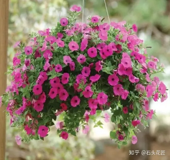 室内吊盆种花，10种花卉，吊起来养“花朵”爆盆，不占地方，能养十几盆